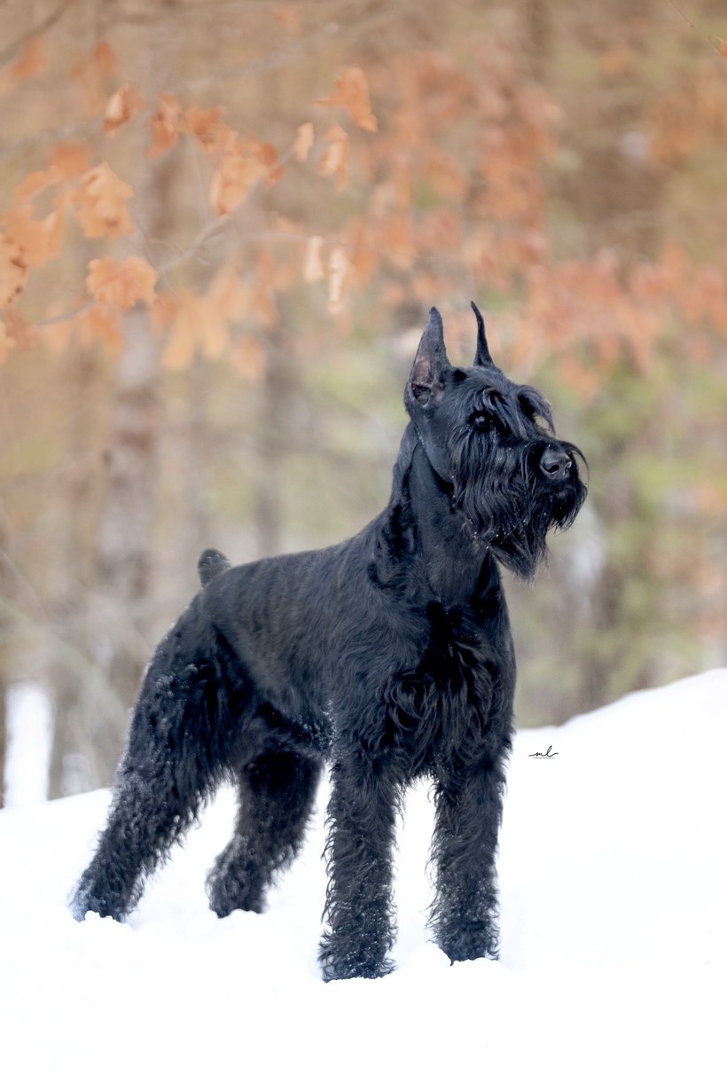 Her Giant Schnauzer, first snow of the season with the autumn leaves still hanging on
